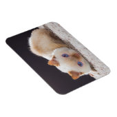 Trident de Kat Magnet Magneet (Rechterzijde)