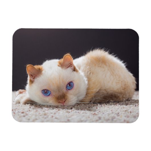 Trident de Kat Magnet Magneet (Horizontaal)