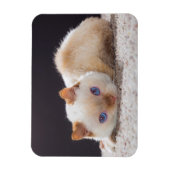 Trident de Kat Magnet Magneet (Verticaal)