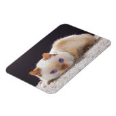Trident de Kat Magnet Magneet (Linkerzijde)