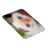 Trident de kattenmagneet 04 magneet (Rechterzijde)