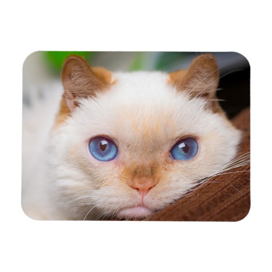 Trident de kattenmagneet 04 magneet (Horizontaal)