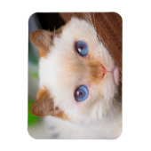 Trident de kattenmagneet 04 magneet (Verticaal)