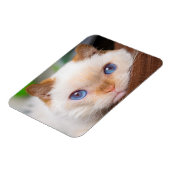 Trident de kattenmagneet 04 magneet (Linkerzijde)