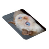 Trident de kattenmagneet 06 magneet (Rechterzijde)