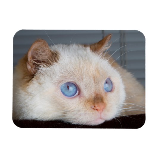 Trident de kattenmagneet 06 magneet (Horizontaal)