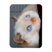 Trident de kattenmagneet 06 magneet (Verticaal)