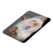 Trident de kattenmagneet 06 magneet (Linkerzijde)