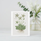 Tridentea pedunculata (Masson) Briefkaart (Staand voorkant)