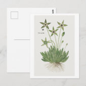 Tridentea pedunculata (Masson) Briefkaart (Voorkant / Achterkant)