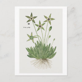 Tridentea pedunculata (Masson)  Briefkaart