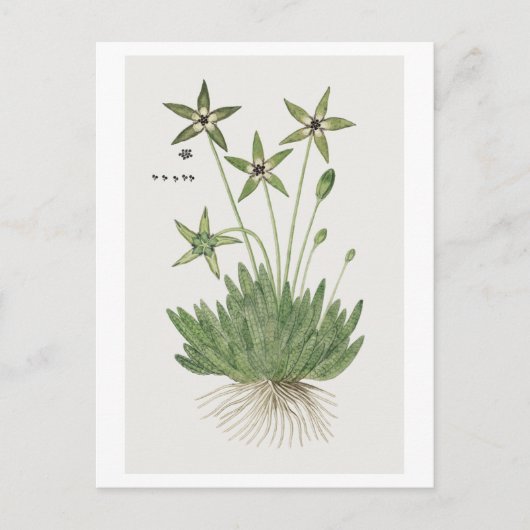 Tridentea pedunculata (Masson) Briefkaart (Voorkant)