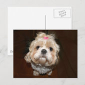 triest shih tzu briefkaart (Voorkant / Achterkant)