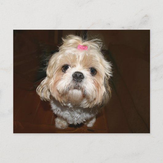 triest shih tzu briefkaart (Voorkant)