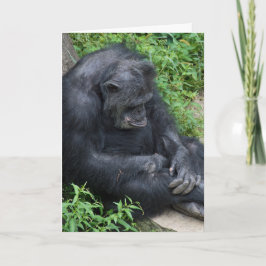 trieste chimpansee krijgt een goede kaart