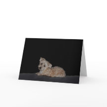 Trieste puppy wordt goed Kaart