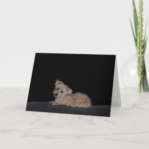 Trieste puppy wordt goed Kaart