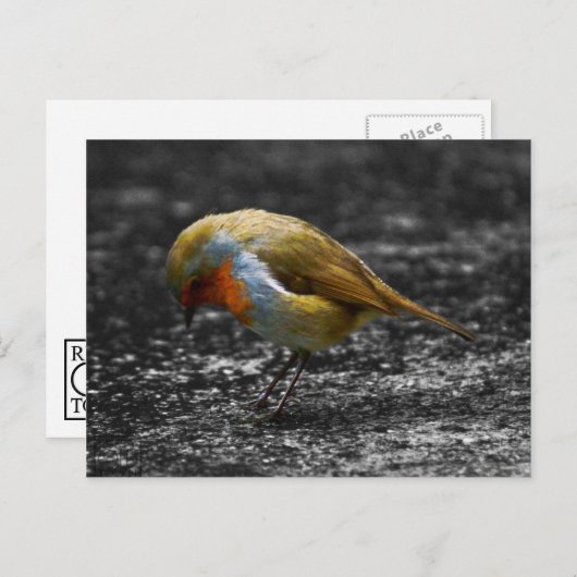 trieste robin briefkaart (Voorkant / Achterkant)