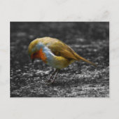 trieste robin briefkaart (Voorkant)