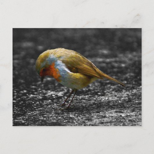 trieste robin briefkaart (Voorkant)