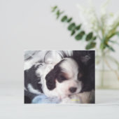 Trigekleurde snorpjespuppy briefkaart (Staand voorkant)