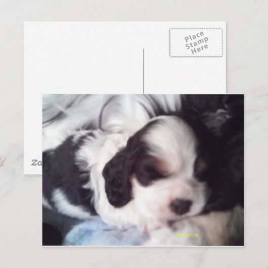 Trigekleurde snorpjespuppy briefkaart (Voorkant / Achterkant)