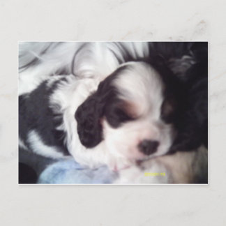 Trigekleurde snorpjespuppy briefkaart