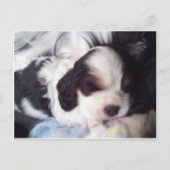 Trigekleurde snorpjespuppy briefkaart (Voorkant)