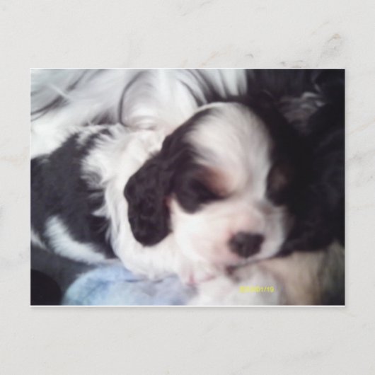 Trigekleurde snorpjespuppy briefkaart (Voorkant)