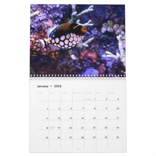 Trigger Fish 2025 Kalender (Jan 2026)