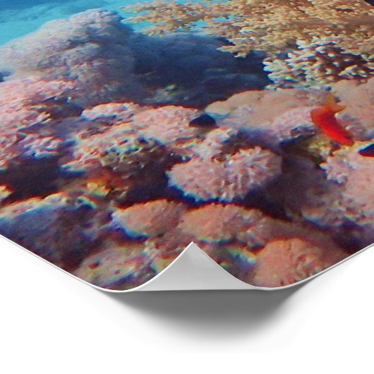 Triggerfish rust op een koraalblok bij koraalrif | poster (Hoek)