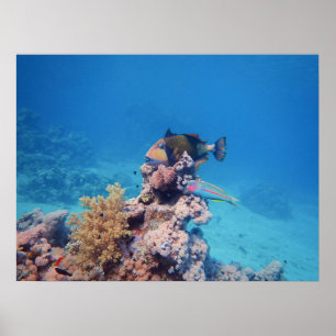 Triggerfish rust op een koraalblok bij koraalrif   poster