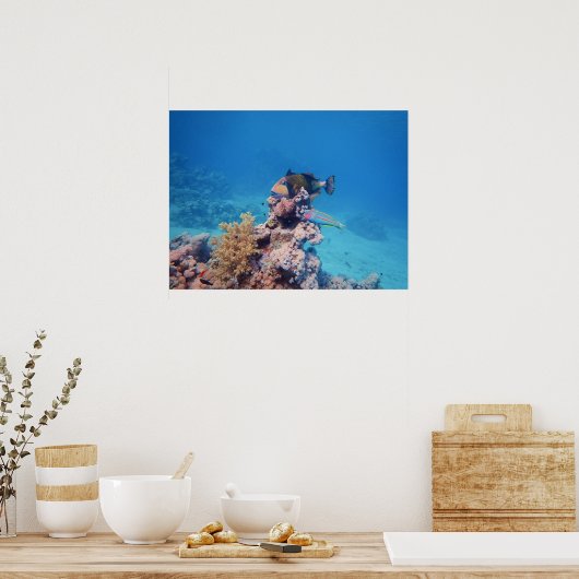 Triggerfish rust op een koraalblok bij koraalrif | poster (Keuken)
