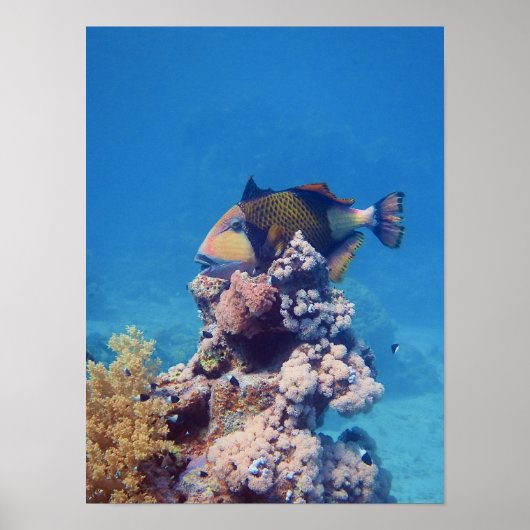Triggerfish - Schilderachtig op een koraalblok |  Poster (Voorkant)