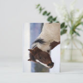 Trikleurige paarden briefkaart (Staand voorkant)