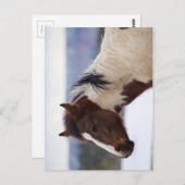 Trikleurige paarden briefkaart (Voorkant / Achterkant)