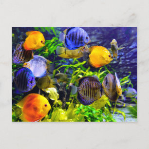 Trillend kleurig aquatisch tropisch Zee vis Briefkaart