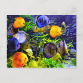 Trillend kleurig aquatisch tropisch Zee vis Briefkaart (Voorkant)