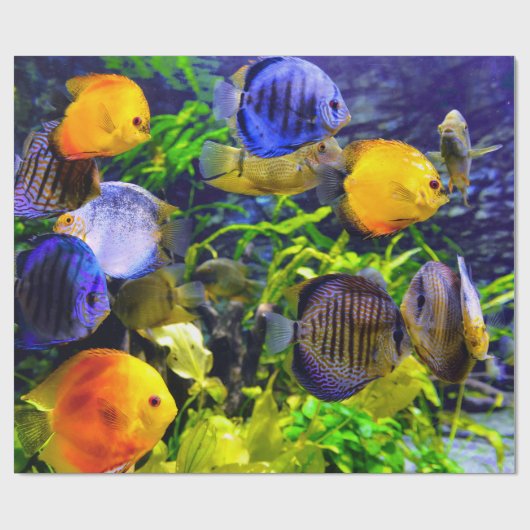 Trillend kleurig aquatisch tropisch Zee vis Cadeaupapier (Vlak)