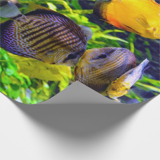 Trillend kleurig aquatisch tropisch Zee vis Cadeaupapier (Hoek)