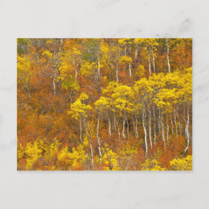 Trillende espengroep in piek herfst kleur in 2 briefkaart