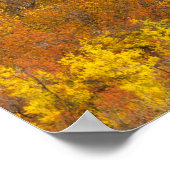 Trillende espengroep in piek herfst kleur in 2 poster (Hoek)