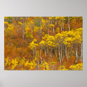 Trillende espengroep in piek herfst kleur in 2 poster