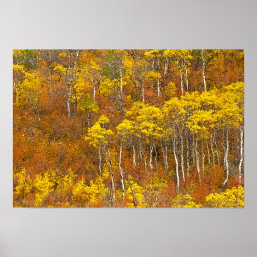 Trillende espengroep in piek herfst kleur in 2 poster (Voorkant)