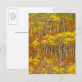 Trillende espengroep in piek herfst kleur in briefkaart (Voorkant / Achterkant)