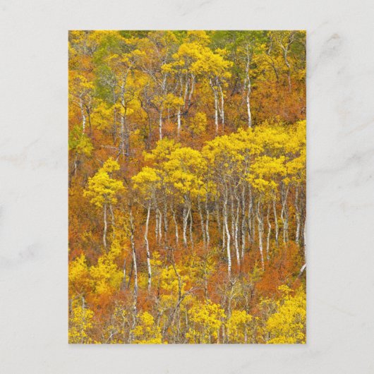 Trillende espengroep in piek herfst kleur in briefkaart (Voorkant)