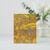 Trillende espengroep in piek herfst kleur in briefkaart (Staand voorkant)
