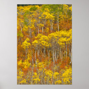 Trillende espengroep in piek herfst kleur in poster
