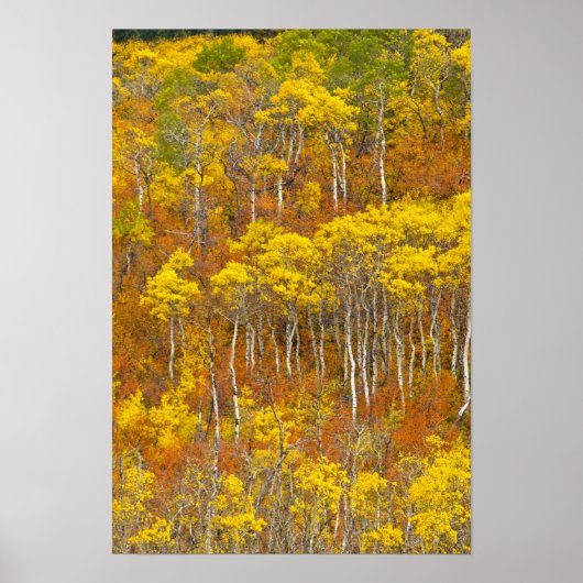 Trillende espengroep in piek herfst kleur in poster (Voorkant)