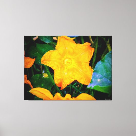 Trillende Gele Courgettebloesem Canvas Afdruk (Voorkant)